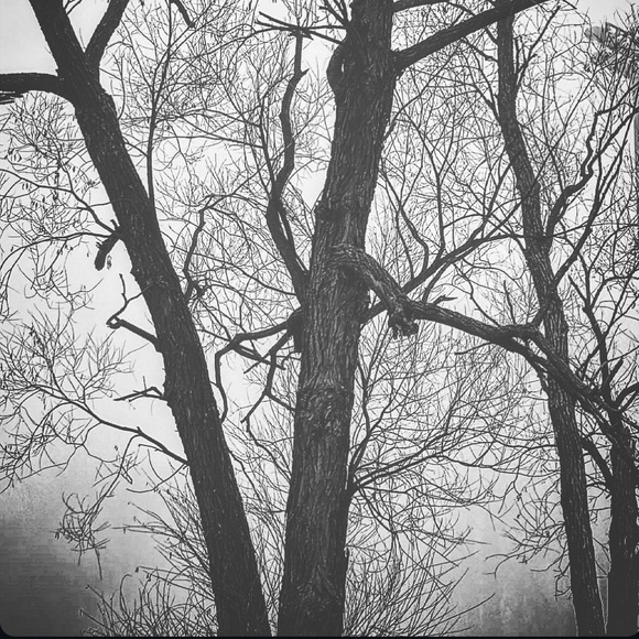 🖤🦇Welcome! To my Poshmark page! 🖤🦇 - Picture 2 of 5